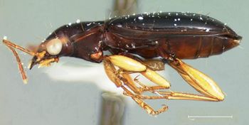 Media type: image;   Entomology 22491 Aspect: habitus lateral view